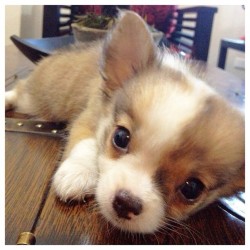 aplacetolovedogs:  @ehrmergab  #instagram #cute #precious :::