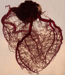 The human heart stripped of fat and muscle, with just the angel