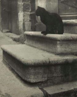  “Black cat on steps” by Brassaï (1945) 