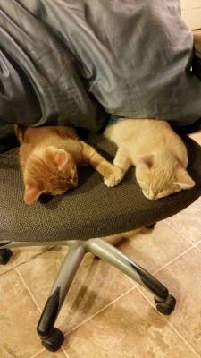 awwww-cute:  Found my kitties holding paws while napping
