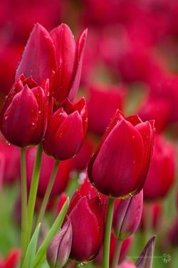 maggdy:    tulips 