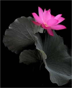 gosunshinegold:  Pink Lotus Flower by Bahman Farzad, via Flickr