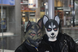 Wolf and Gpup in Melbourne’s city rocking their RubberDawg