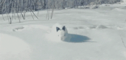  Bunny hopping on snow. 