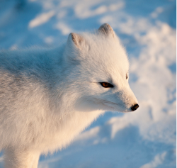 theicekingdom:  Arctic Fox by Gary Mencimer on flickr