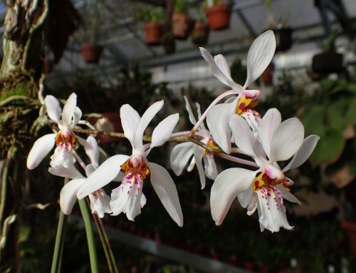 orchid-a-day:Holcoglossum wangiiSyn.: Tsiorchis wangiiDecember