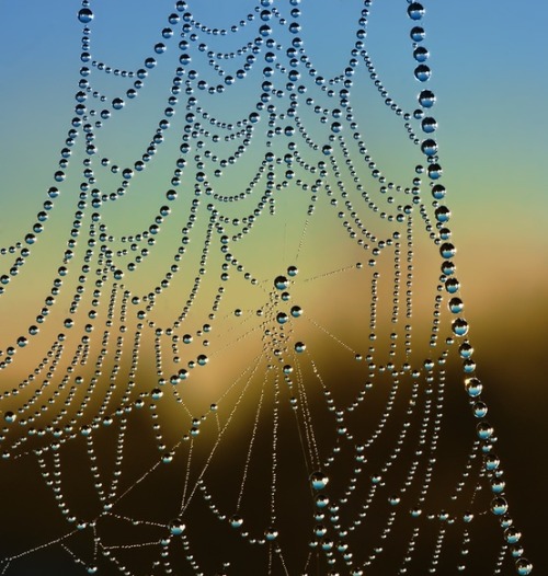 String of pearls