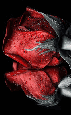 weza777:  ༺♥༻  Happy New Year my Dear! queenb810