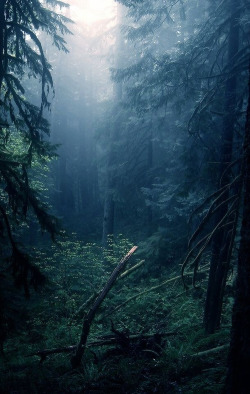 nature-soldier:  Photography | via Tumblr unter We Heart It.