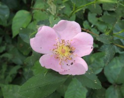 stonybrookwoods:  Carolina rose