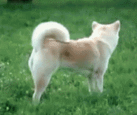 awwww-cute:  This (Source: http://ift.tt/1KHzrbV)