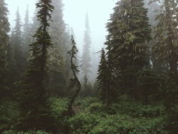 shortstackphotos:  channelyouranger:  Rainier Forest by Kevin