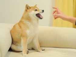 shibe-doge:  vaginal-erection:  idkitstommy:  aww  the picture