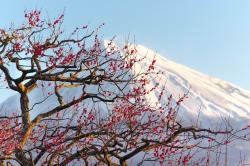 matryokeshi:Mt.Fuji with plum blossoms in Iwamotoyama Park, Japan