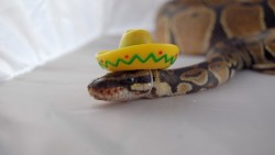k-atesux666:  soME OF YOU ARE SAD SO HERE IS A SNAKE IN A SOMBRERO