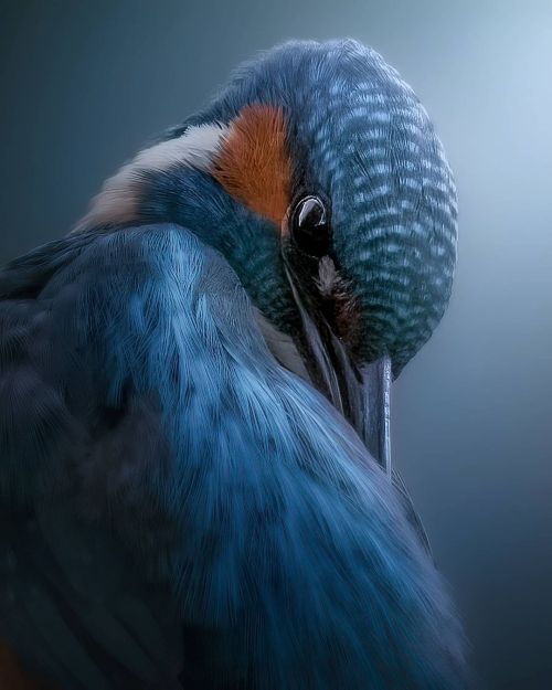 misterlemonzafterlife:  yourstrulymagickghost:pangeen:  Kingfisherby Francesco