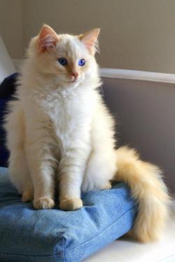 awwww-cute:  This cat looks like a lightly toasted marshmallow!!