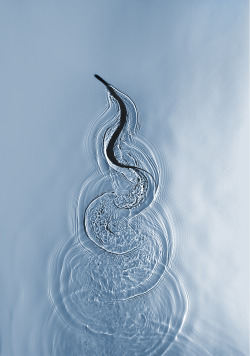 urbanfragment:  Photo of a snake slithering through water by