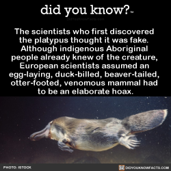 did-you-kno:  The scientists who first discovered  the platypus