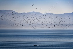 fotojournalismus:A flock of starlings flies in the vineyards