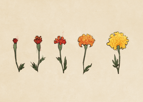 hawberries:  planted some marigolds recently. flowers are so
