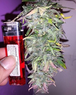 420insidevibes:  Big bud