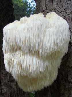 Bearded Tooth mushrooms