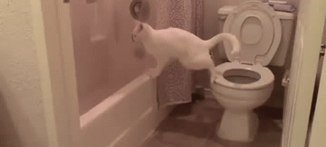 Cat shits itself, tries to bury it. The toilet’s right there, idiot.
