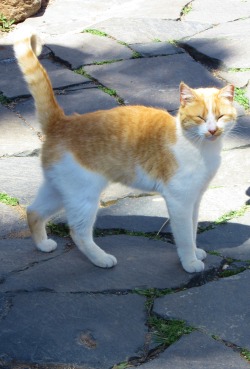 marcovicci:  lil tail curl… sunbeam… happy closed eyes…