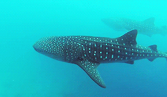 giffingsharks:  The Whale shark (Rhincodon typus) is a slow-moving