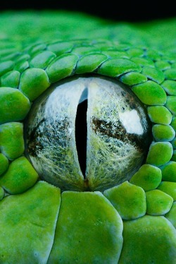 heaven-ly-mind:  GTP EYE by Henrik Vind on 500px   