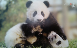 giantpandaphotos:  Via Rikenwa. 