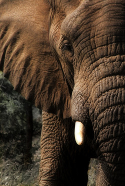 vurtual:  Young elephant bull (by Mvubux)