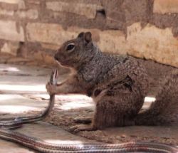 americasgreatoutdoors:  This rare sight proves you shouldn’t