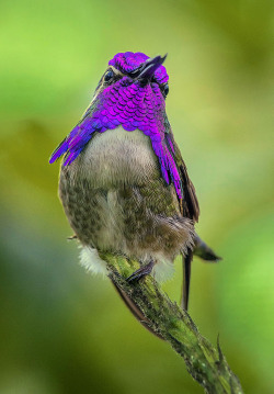h4ilstorm:  Male Costa’s Hummingbird, Wings of the Tropics,