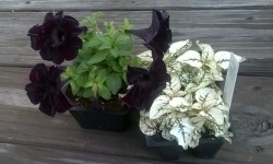 My beautiful black petunias and the white leafy plant I chose