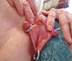 Spread pussy with VCH, fourchette and labial piercings. Submitter