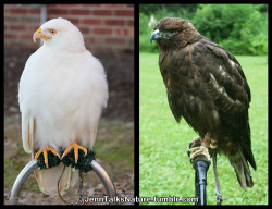 jenntalksnature:  The extremes of red-tailed hawk color morphs.