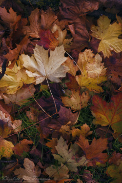 effys-photos:  Autumn Leaves in Mullingar - Elizabeth Rose Thompson
