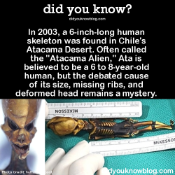 did-you-kno:  In 2003, a 6-inch-long human skeleton was found