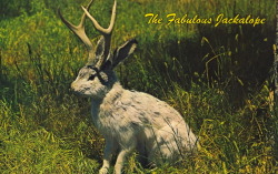 bad-postcards:  THE FABULOUS JACKALOPE   The Fabulous JACKALOPE