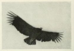 nemfrog:Condor, San Gallan, Peru. Brooklyn Museum Quarterly.