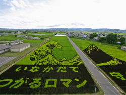 di-kot-o-me:  Japanese farmers use rice fields to express their