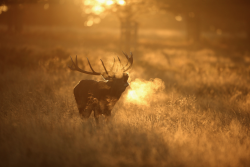 nubbsgalore:  the autumn rut in england’s richmond park, photographed by dan