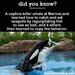 did-you-kno:  A captive killer whale at MarineLand learned how