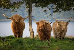 itsallaboutdreams:  (via Highland Cattle 3 by Kimmo Peltola /