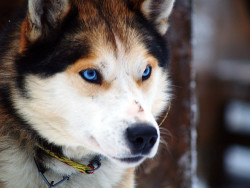 nvnjaturtle:  Husky by liesveld_80 on Flickr.