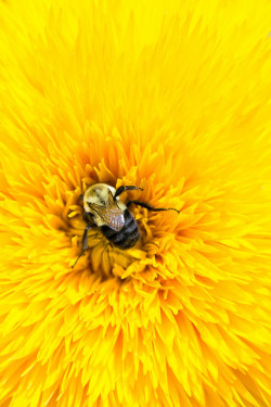 alanshapirophotography:  Bee Comfy on Flickr. 