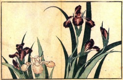 lonequixote: Katsushika Hokusai Irises (via @lonequixote) 