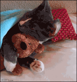 gracesleepsalot:  Kitty and its teddy.. mine mine mineGraces